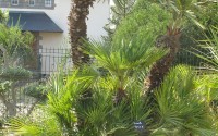 chamaerops humilis
