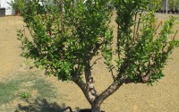 punica granatum 