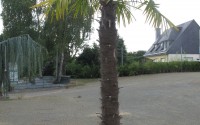 trachycarpus fortunei chevaigne