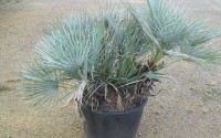 chamaerops humilis cerifera rennes