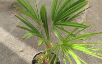 trachycarpus fortunei rennes