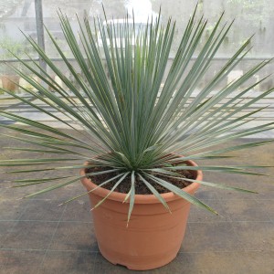 Plantes méditerranéennes variées