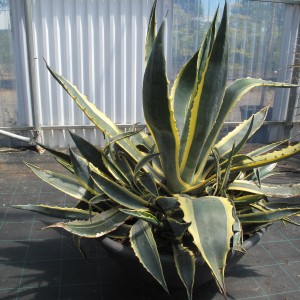 Plantes méditerranéennes variées