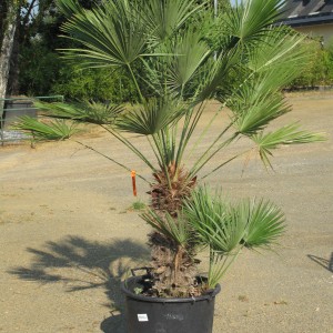 Plantes méditerranéennes variées