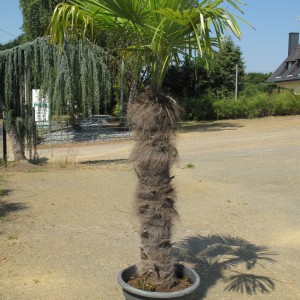 Plantes méditerranéennes variées