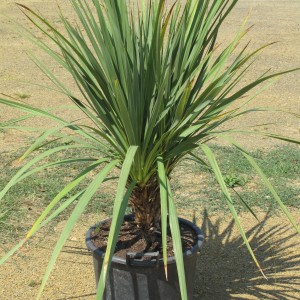 Plantes méditerranéennes variées