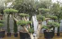 olea europaea bonsai
