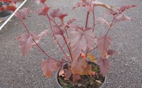 physocarpus opulifolius lady in red