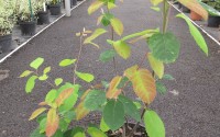 amelanchier canadensis