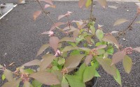 callicarpa japonica