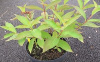 weigelia bristol ruby