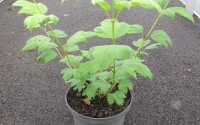 viburnum opulus boule de neige 