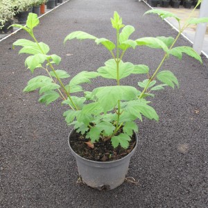 Arbuste de haie caduc