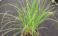 pennisetum alopecuroides