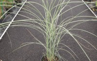 pennisetum morning light