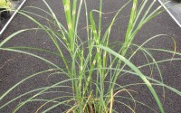 miscanthus zebrinus