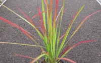 imperata cylindrica red baron