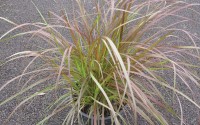 pennisetum setaceum