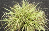 carex evergold
