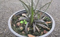ophiopogon noir