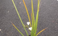 libertia