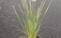 stipa tenuifolia