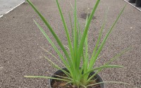 kniphofia